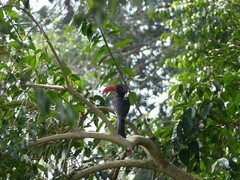 Lophoceros alboterminatus