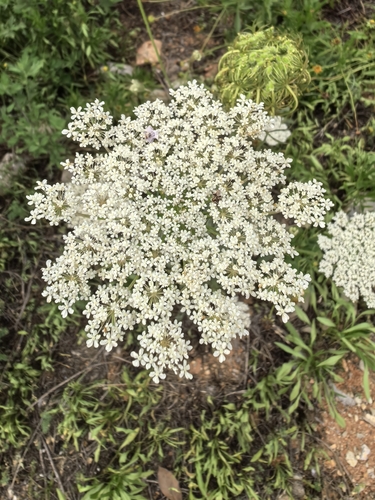 wild carrot