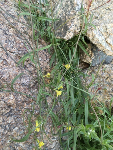 Image of Neogaerrhinum filipes by (c) Matt Berger, some rights reserved (CC BY)