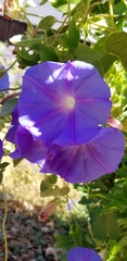 Ipomoea indica