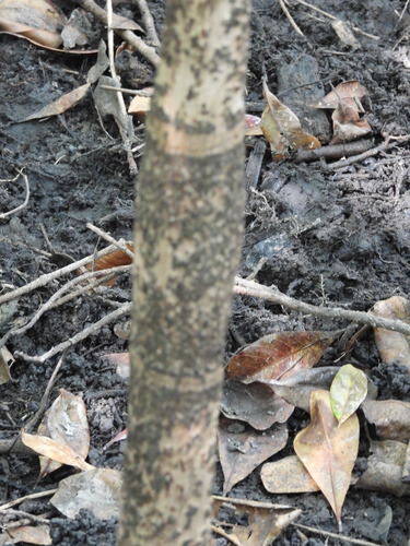 Carpentaria acuminata, photograph 6