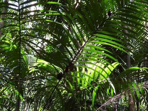 Carpentaria acuminata, photograph 4