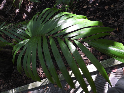 Carpentaria acuminata, photograph 5