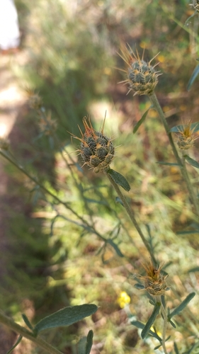 Decorated Knapweed (Centaurea ornata)