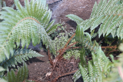 Polystichum dracomontanum, photograph 2