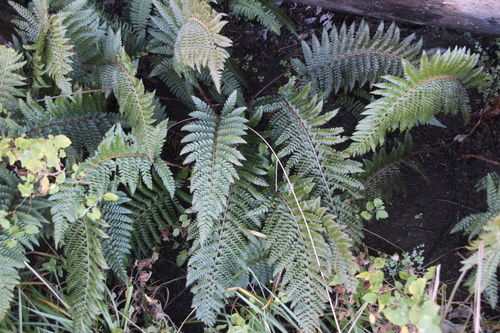 Polystichum dracomontanum