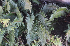 Polystichum dracomontanum