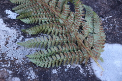 Polystichum dracomontanum, photograph author not stated, no rights reserved