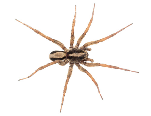 Venatrix pseudospeciosa