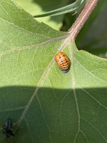 Asian Lady Beetle