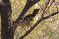 Chlamydera guttata
