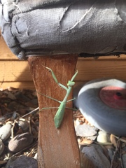 Stagmomantis carolina