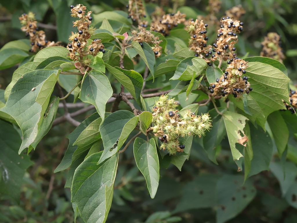 Mallotus tenuifolius (Mallotus tenuifolius)