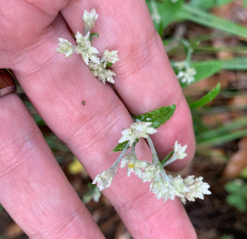 Pringle's cudweed (Pseudognaphalium pringlei)