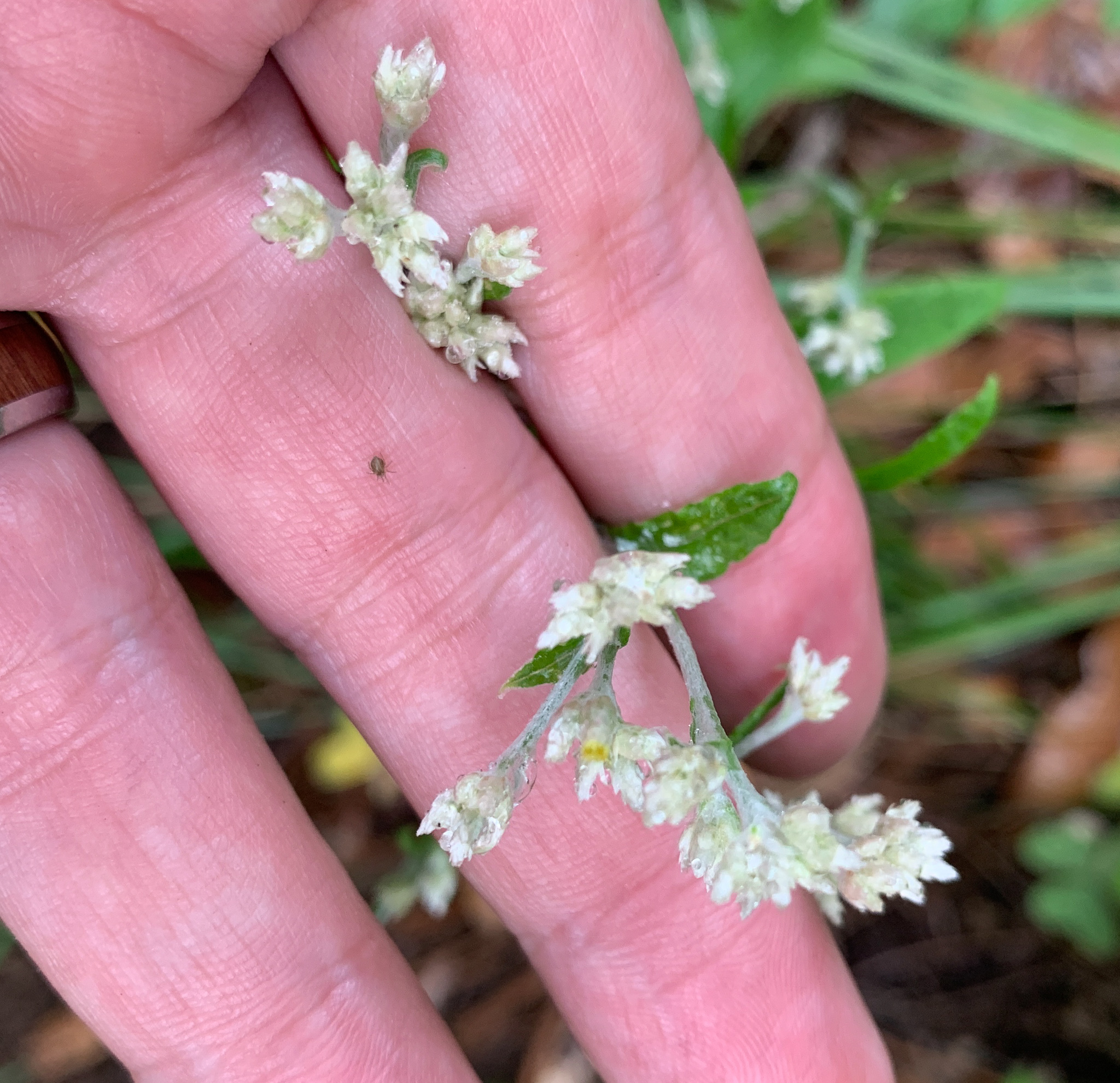 Pseudognaphalium pringlei