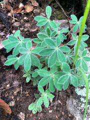 Lupinus huachucanus