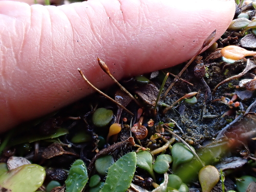 Eleocharis neozelandica observed 2025-06-22