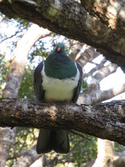 Hemiphaga novaeseelandiae