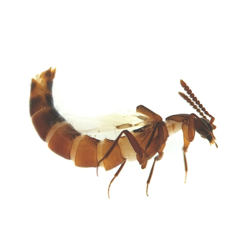 Zyras humeralis