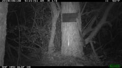 Glaucomys oregonensis