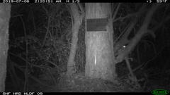 Glaucomys oregonensis