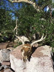 Odocoileus hemionus peninsulae