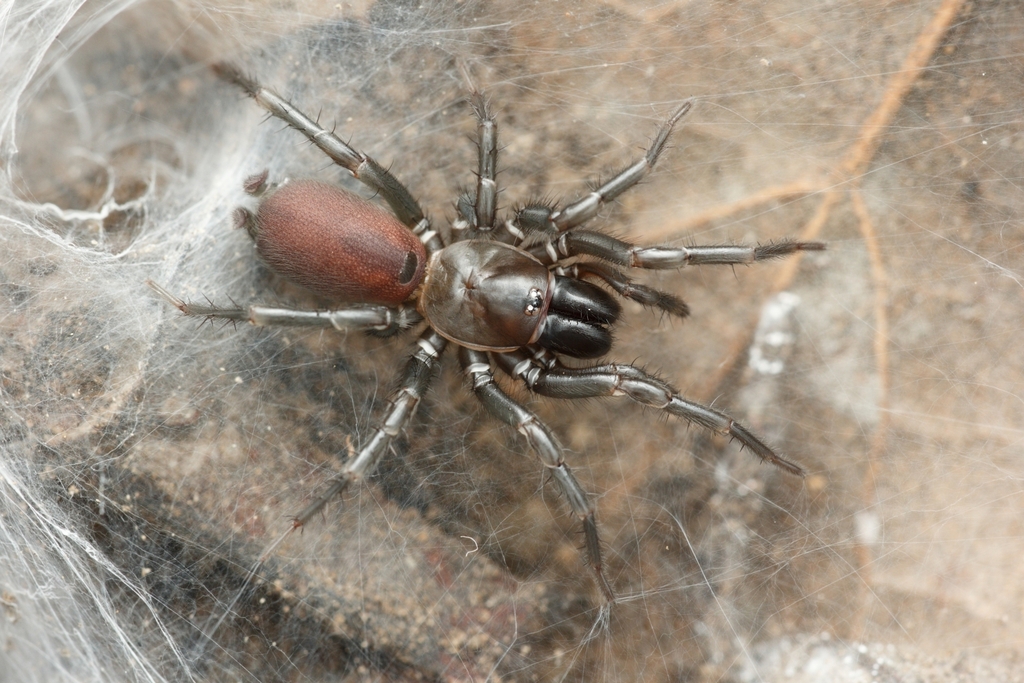 Tawny Dwarf Tarantula
