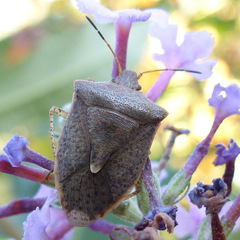 Euschistus variolarius