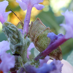 Euschistus variolarius