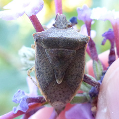 Euschistus variolarius