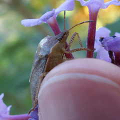 Euschistus variolarius