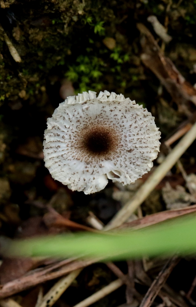 Leucocoprinus brebissonii · June 2025 · photo: © agnestrekker (iNaturalist, CC)