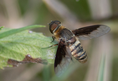 Exoprosopa brevirostris