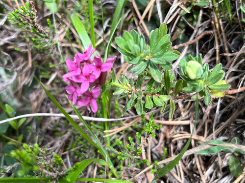 Rose daphne (Daphne cneorum)