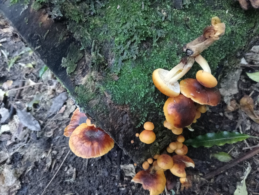 Flammulina velutipes · June 2025 · photo: © john_barkla (iNaturalist, cc0)