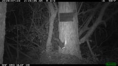 Glaucomys oregonensis