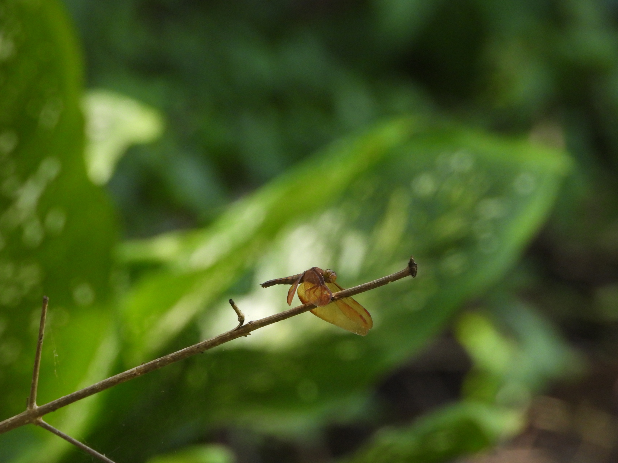 Fulvous Forest Skimmer