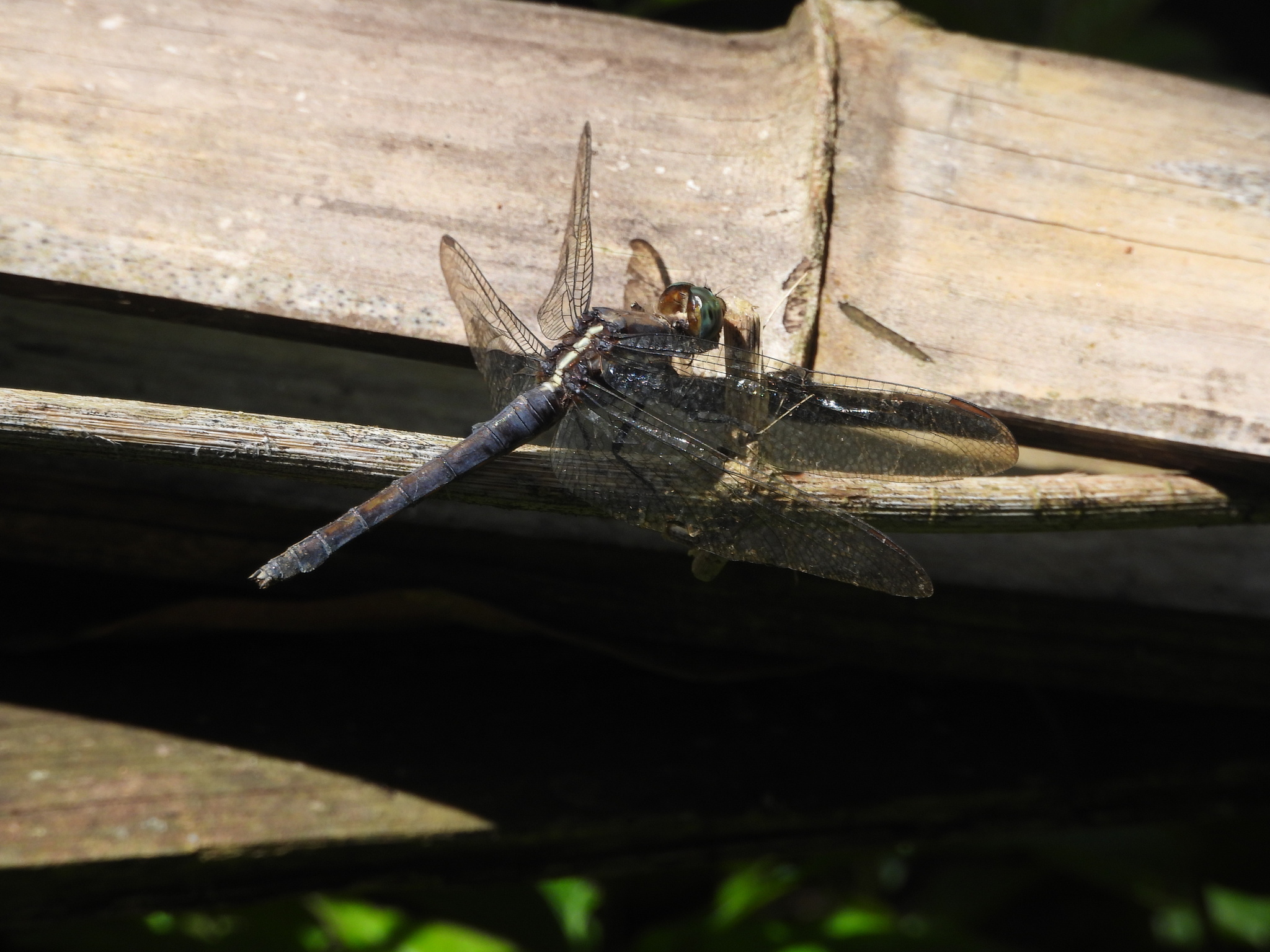 Blue Marsh Hawk