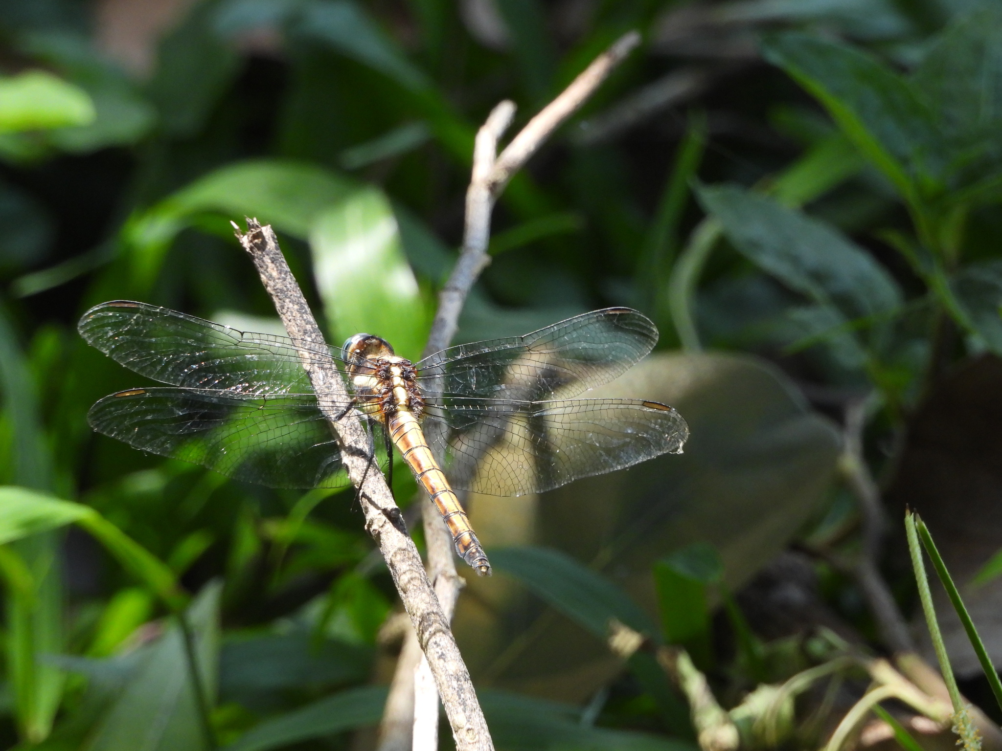 Blue Marsh Hawk