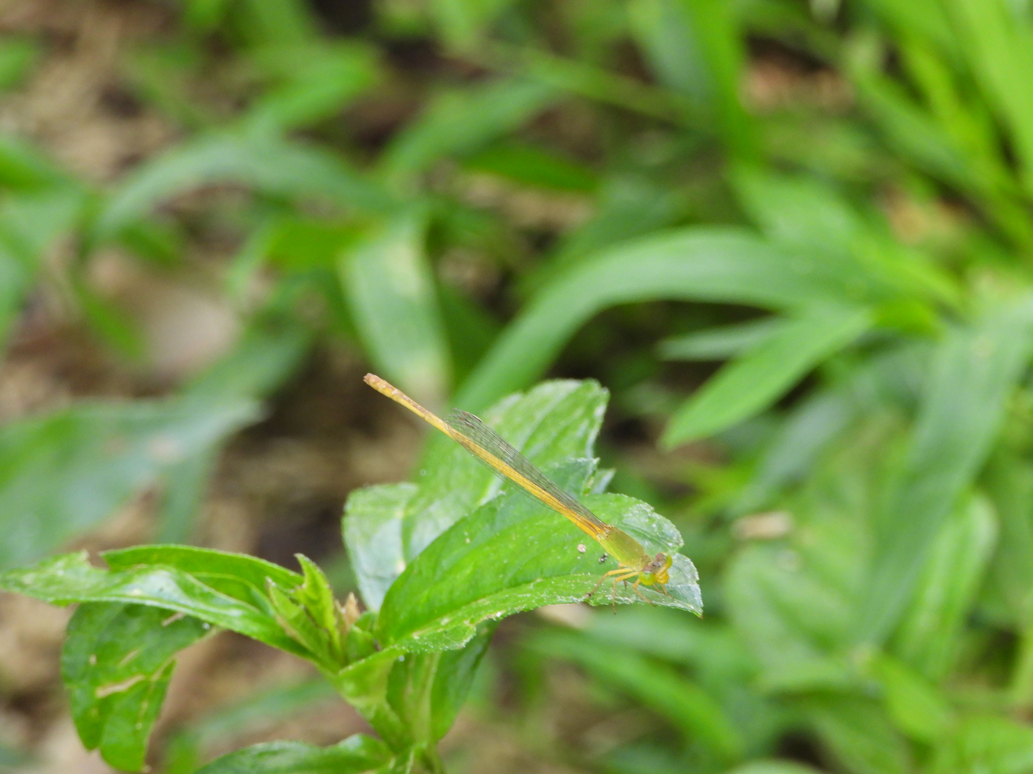 Coromandel Marsh Dart