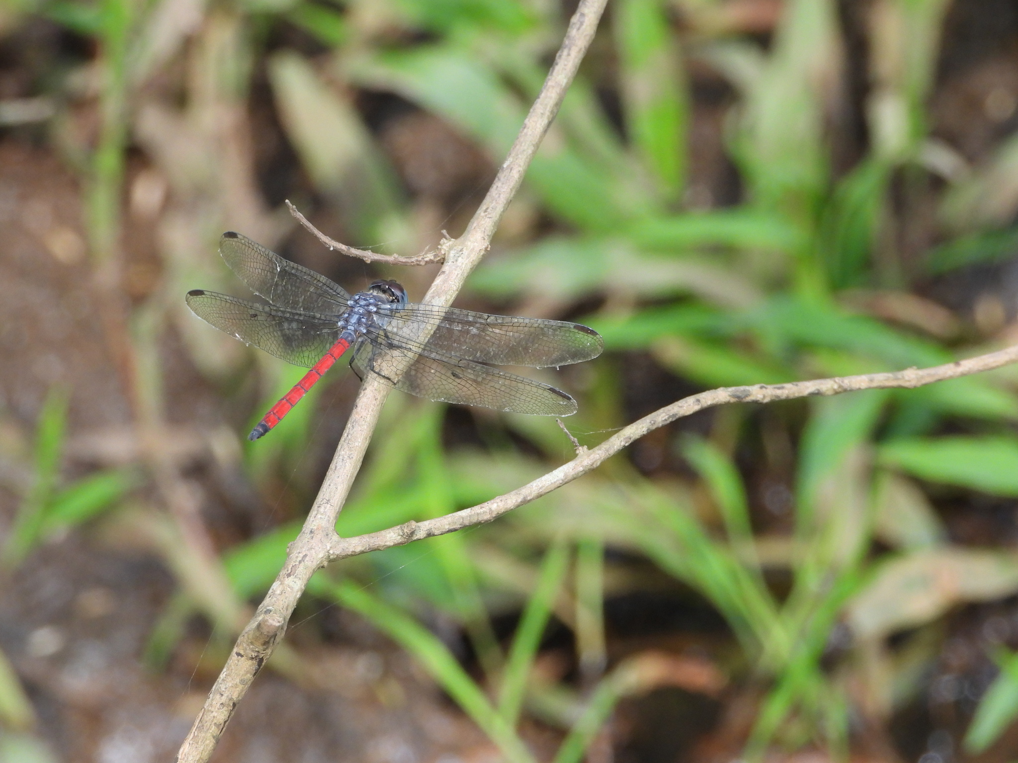 Asiatic Bloodtail