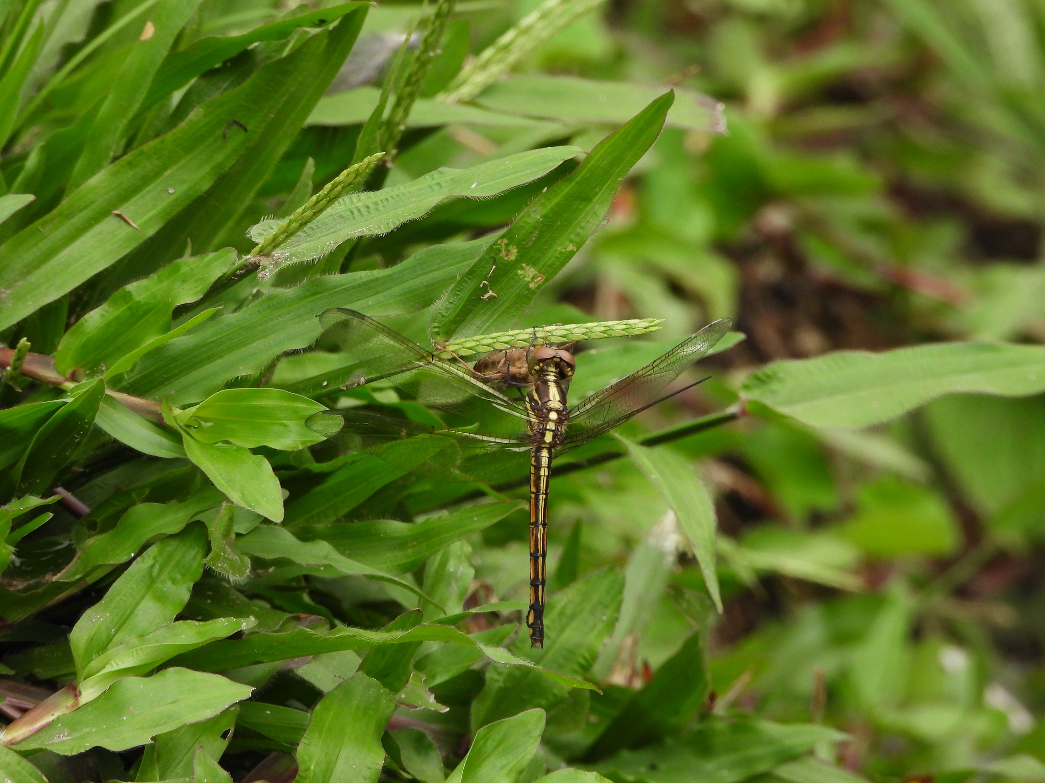 Yellow-Tailed Ashy Skimmer