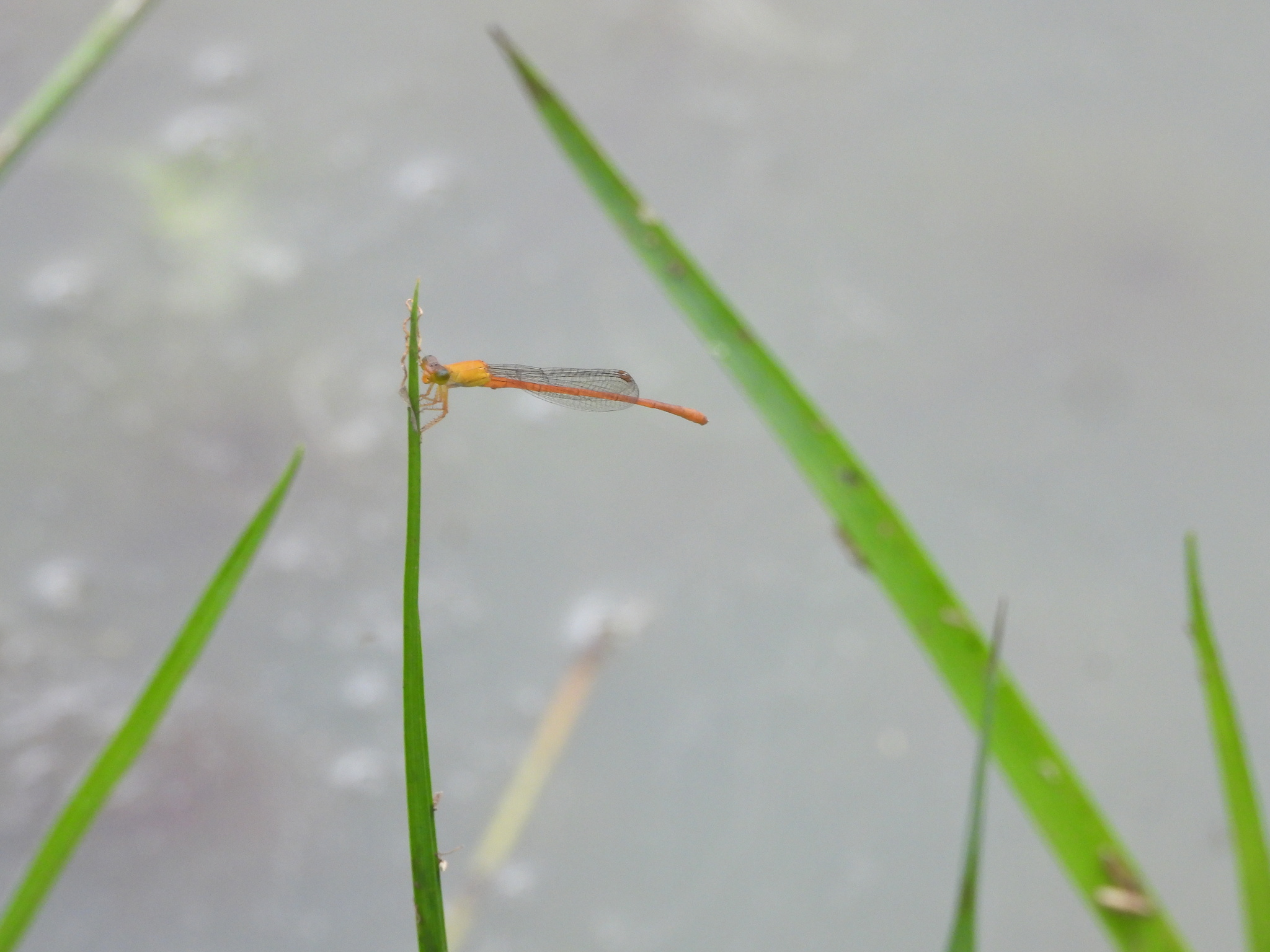 Orange Marsh Dart