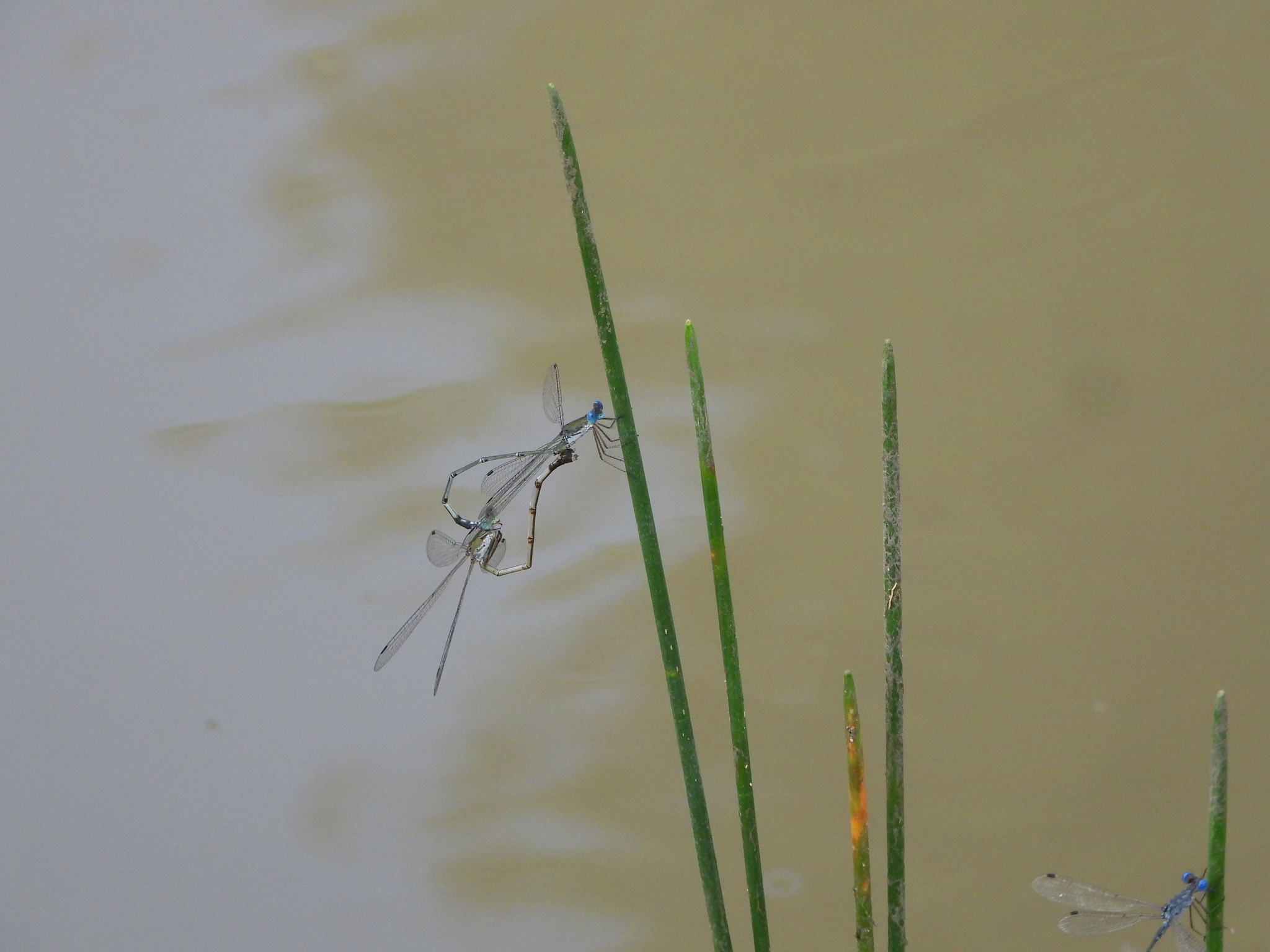 Emerald Spreadwing