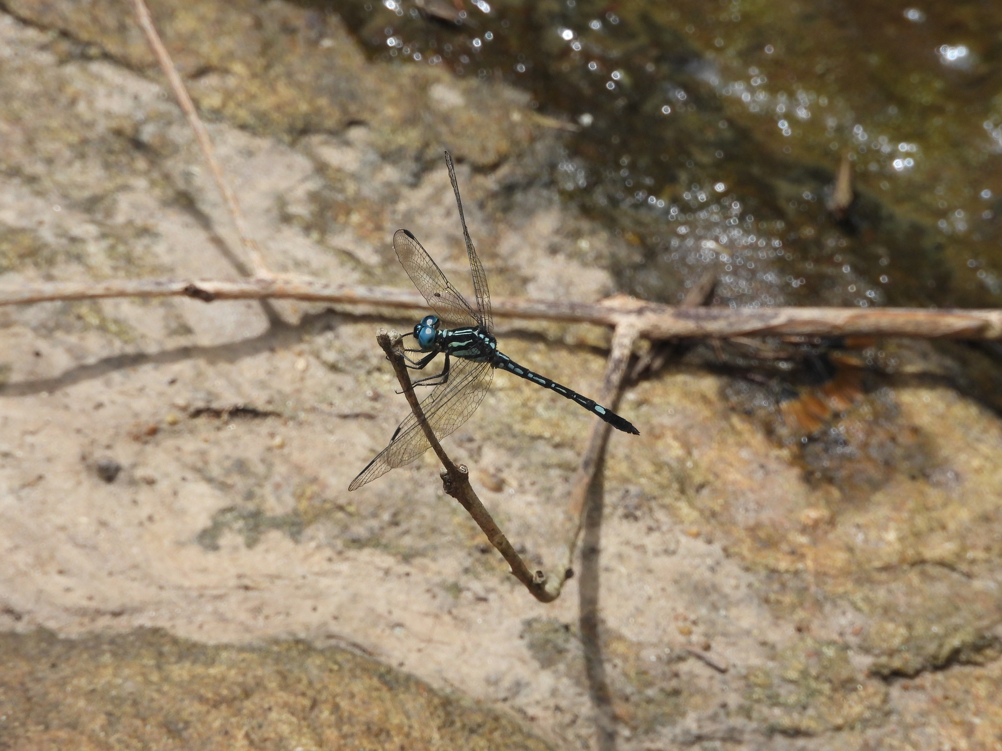 Blue Hawklet