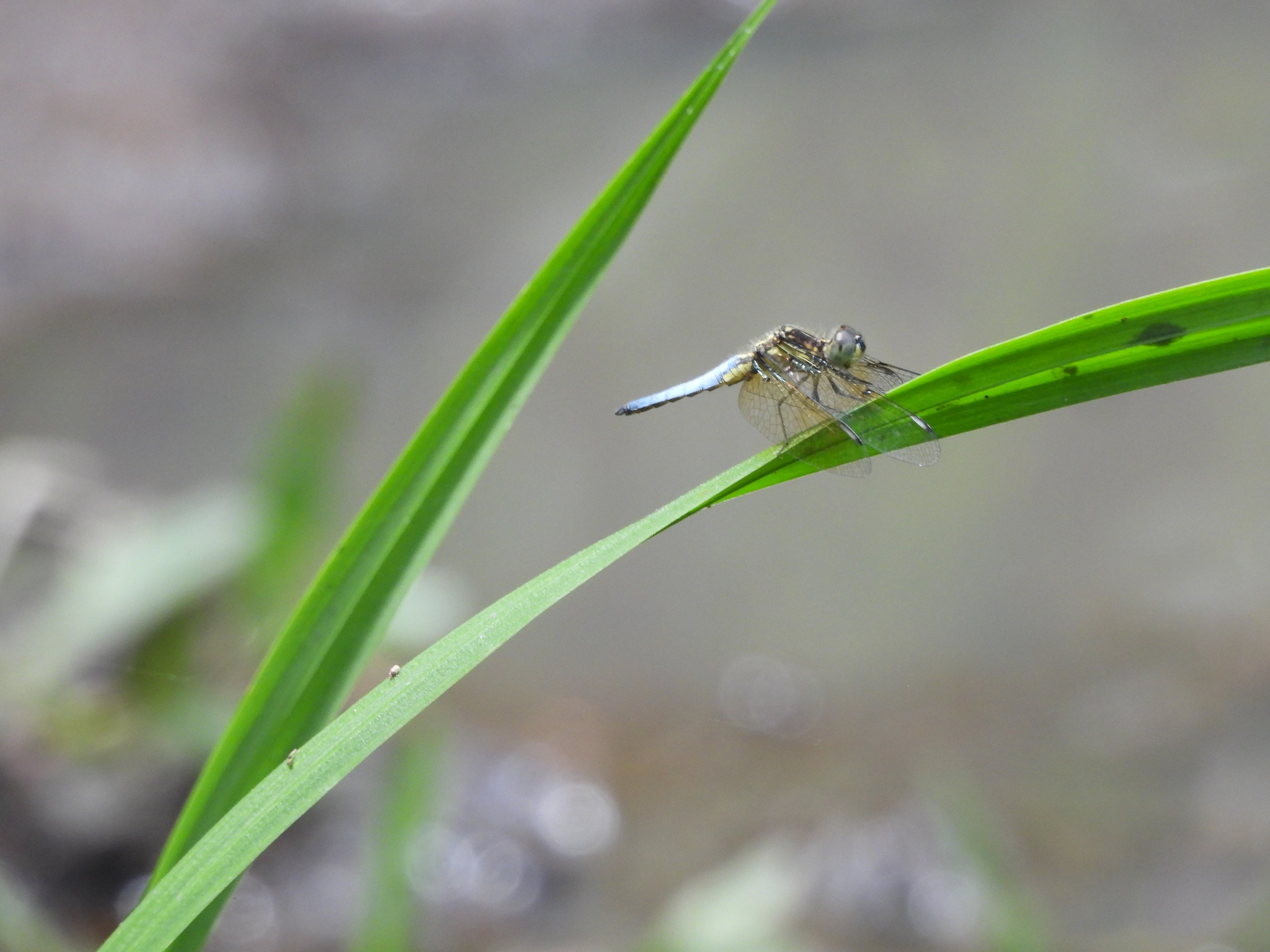 Asian Widow