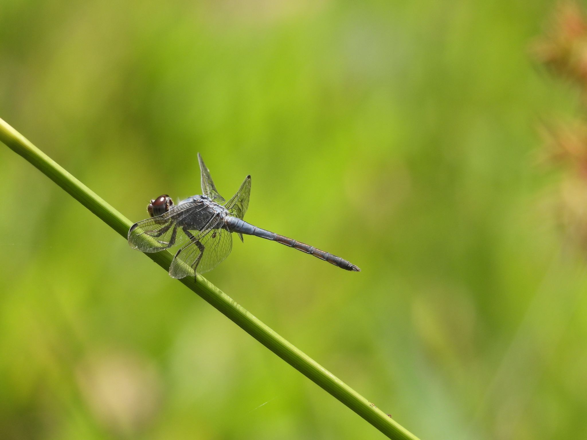 Yellow-Tailed Ashy Skimmer