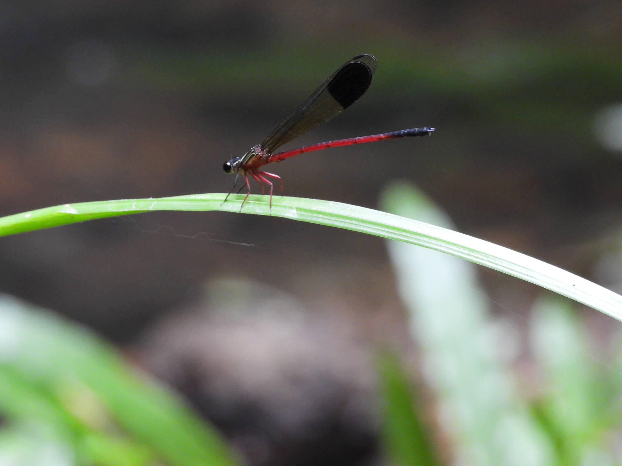 Malabar Satinwing
