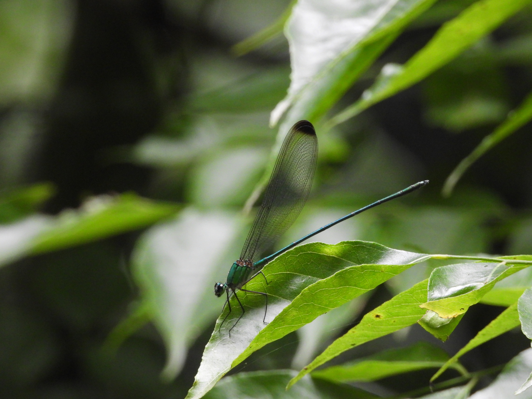 Black-Tip Flashwing