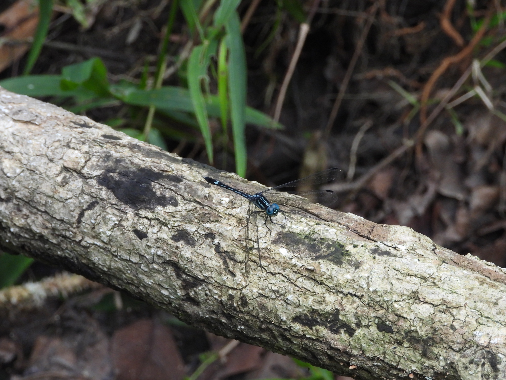 Blue Hawklet